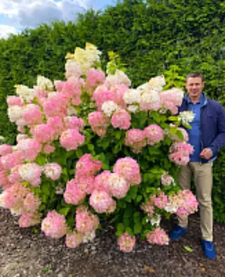 Гортензия метельчатая (Hydrangea paniculata `Phantom`) - Гортензия  метельчатая - Кустарники - Каталог - LESKOVO-PITOMNIK.ru