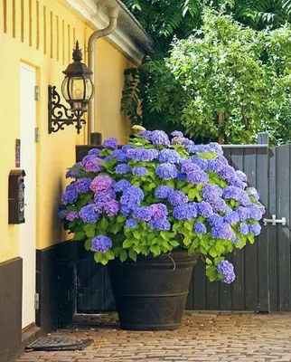 Пышная гортензия в горшке на улице перед входом в дом 🏡 | Garden  containers, Hydrangea garden, Planter arrangements