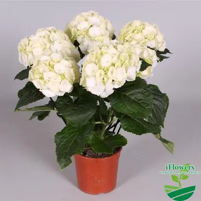 Гортензия цветущая в Горшке - Купить гортензию в Киеве, Украина - iFlowers