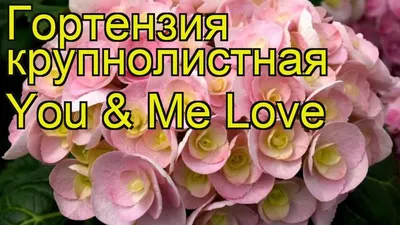 Саженцы Гортензии крупнолистной Ю энд Ми Перфекшн (Hydrangea macrophylla  You and Me Perfection) Р9 заказать по почте в питомнике DREVO •1736936216