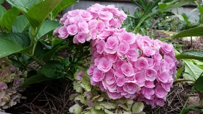 Гортензия крупнолистная/Hydrangea macrophylla купить в садовом центре  Сейма-Гарден - Садовый центр Сейма Гарден г. Володарск ул. Больничная, 13В