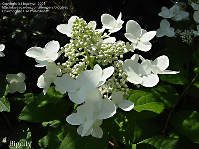 Гортензия метельчатая Юник (Hydrangea paniculata Uniqe)