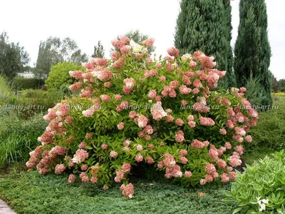 Гортензия метельчатая Юник (Hydrangea paniculata Unique) – Цветущие  кустарники Буква «Г» - цветочный портал Ваш Сад!