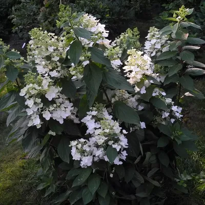 Гортензия метельчатая Юник. (Hydrangea paniculata Unique) С10, 5-летка  купить в интернет-магазине ЦВІТСАД с доставкой по Украине