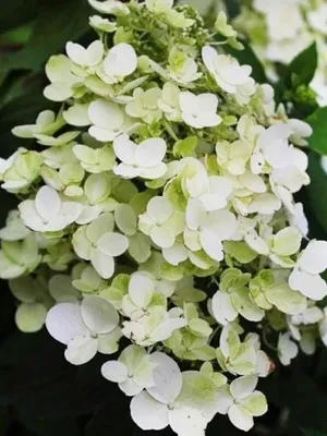 Гортензия метельчатая Юник (Hydrangea paniculata Unique) купить саженцы в  Москве по низкой цене из питомника, доставка почтой по всей России |  Интернет-магазин Подворье