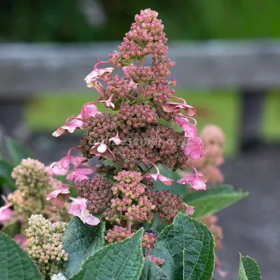 Гортензия метельчатая Юник (Hydrangea paniculata Uniqe)