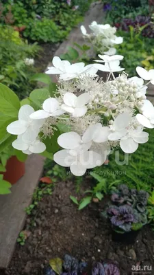 Гортензия Юник / HYDRANGEA paniculata Unique С5, Н 60-80 – фото, отзывы,  характеристики в интернет-магазине ROZETKA от продавца: ImportPlant |  Купить в Украине: Киеве, Харькове, Днепре, Одессе, Запорожье, Львове