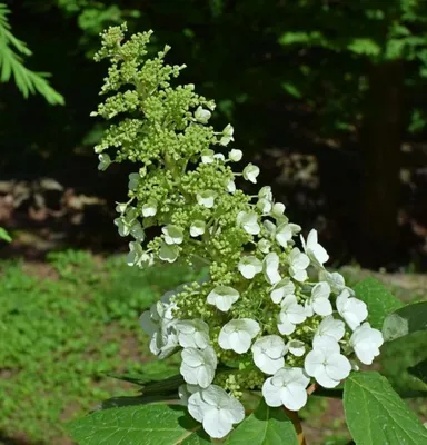 Гортензия метельчатая Юник. (Hydrangea paniculata Unique) С10, 5-летка  купить в интернет-магазине ЦВІТСАД с доставкой по Украине