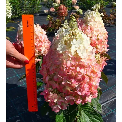 Гортензия метельчатая Юник ( Hydrangea paniculata Unique) | Цветомания