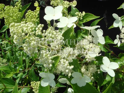 Гортензия метельчатая \"Киушу\" (Hydrangea paniculata \"Kyushu\") - Питомник и  Садовый центр Русские Деревья