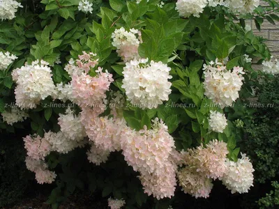 Гортензия метельчатая \"Киушу\" (Hydrangea paniculata \"Kyushu\") - Питомник и  Садовый центр Русские Деревья