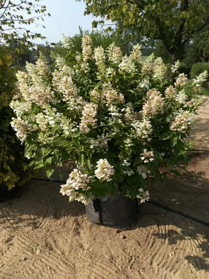 Гортензия метельчатая Киушу/Hydrangea paniculata Kyushu 40-60 С3 - Гортензия  метельчатая/Hydrangea paniculata - Садовый центр ЛЕТО