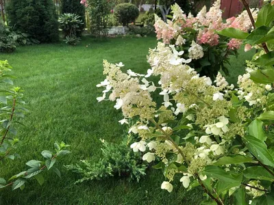 Гортензия метельчатая \"Киушу\" (Hydrangea paniculata \"Kyushu\") - Питомник и  Садовый центр Русские Деревья