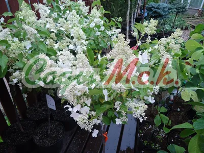 Гортензия метельчатая \"Киушу\"/ Hydrangea paniculata \"Kyushu\" 40-60/ С15