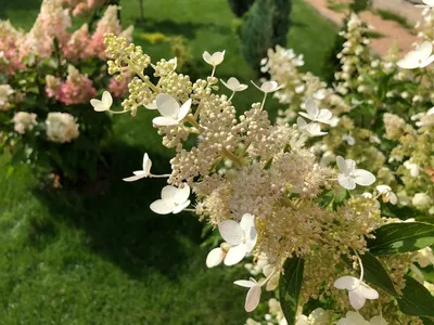 Штамбовые : Hydrangea paniculata Kyushu. Гортензия метельчатая Киушу ШТАМБ