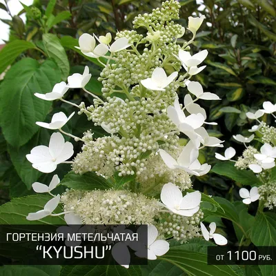 Гортензия метельчатая Киушу Hydrangea Kyushu туба - KrapivaShop