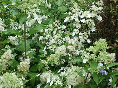 Гортензия метельчатая (Hydrangea paniculata `Kyushu`) - Гортензия  метельчатая - Кустарники - Каталог - LESKOVO-PITOMNIK.ru