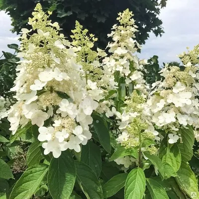 Гортензия метельчатая \"Киушу\" (Hydrangea paniculata \"Kyushu\") - Питомник и  Садовый центр Русские Деревья