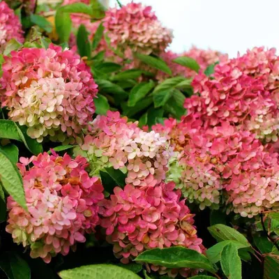 Гортензія морозостійка Kyushu 2 річна, Гортензия метельчатая Киушу,  Hydrangea paniculata Kyushu - купити на Агробіз, ціна120 грн. - 1751334