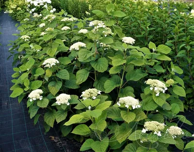 Гортензия древовидная (Hydrangea arborescens `White Dome`) - Гортензия  древовидная - Кустарники - Каталог - LESKOVO-PITOMNIK.ru