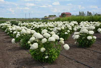 Гортензия древовидная (Hydrangea arborescens `Annabelle`) - Гортензия  древовидная - Кустарники - Каталог - LESKOVO-PITOMNIK.ru