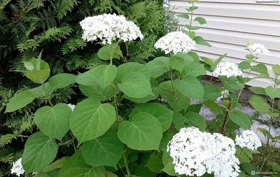 Купить Гортензия древовидная Аннабель Hydrangea arborescens Annabelle - в  питомнике Флорини