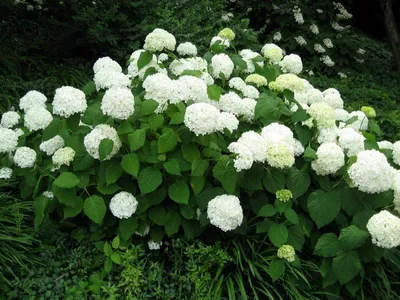 Гортензия древовидная Анабель (Hydrangea arborescens Annabelle) - Сад  удачи, интернет-магазин садовых растений