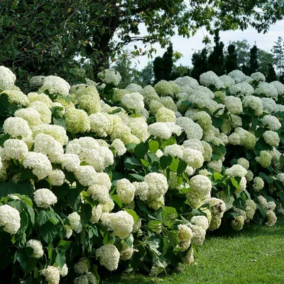 Гортензия древовидная \"Emerald Lace\" купить в питомнике растений с  доставкой по Волгограду и Волгоградской области, саженцы, выращивание,  посадка и уход