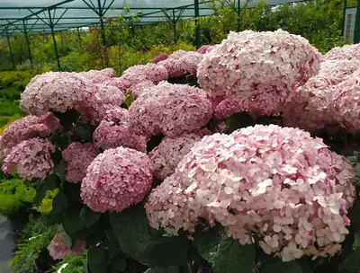 Гортензия древовидная Грандифлора (Grandiflora) купить в Москве по цене от  17 970р. - Питомник \"Экоплант\"