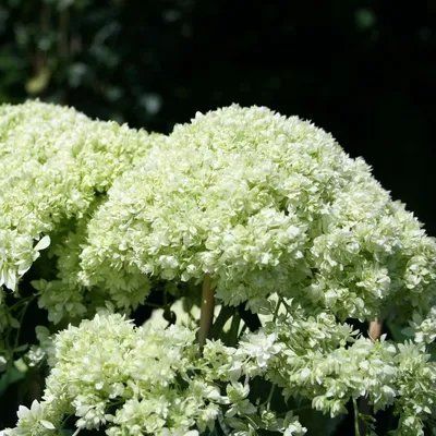 Гортензия древовидная Grandiflora (Hydrangea arborescens Grandiflora)