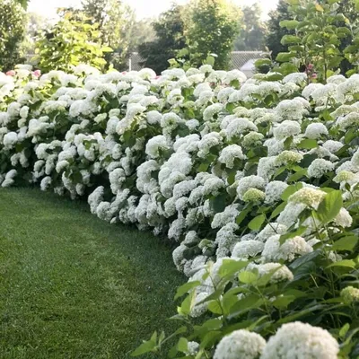 Hydrangea arborescens 'Pink Annabelle', Гортензия древовидная 'Пинк Анабель'