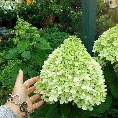 Купить Гортензия метельчатая Лаймлайт Hydrangea paniculata Limelight - в  питомнике Флорини