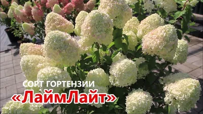 Гортензия метельчатая Лаймлайт Hydrangea paniculata Limelight - купить  декоративные и хвойные растения с доставкой по Украине в магазине Добродар