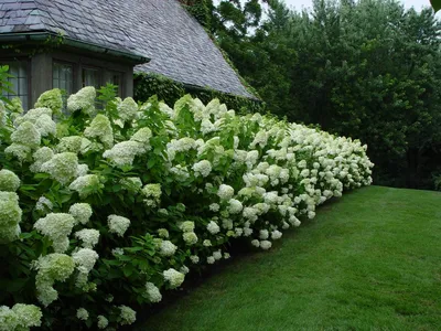 Гортензия метельчатая (Hydrangea paniculata `Limelight`) - Солитеры - По  областям применения - Каталог - LESKOVO-PITOMNIK.ru