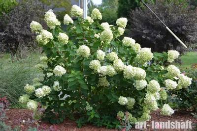 Гортензия метельчатая Лаймлайт (Hydrangea paniculata Limelight) - «Соцветия  просто огромные... Делюсь впечатлениями о замечательном сорте Лаймлайт. » |  отзывы