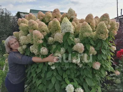 Гортензия метельчатая ЛаймЛайт | Hydrangea panniculata Limelight