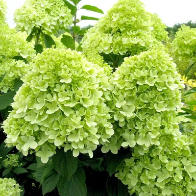 Гортензія волотиста 'Лаймлайт' (Hydrangea paniculata 'Limelight')