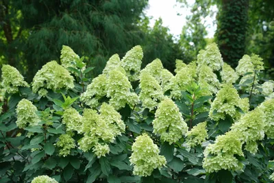 Гортензия метельчатая Лаймлайт (Hydrangea paniculata Limelight) — ЛариСад