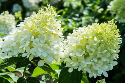 Купите Гортензия метельчатая Лаймлайт 🌹 из питомника Долина роз с  доставкой!