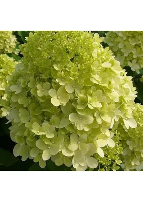 Гортензия метельчатая ЛаймЛайт | Hydrangea panniculata Limelight