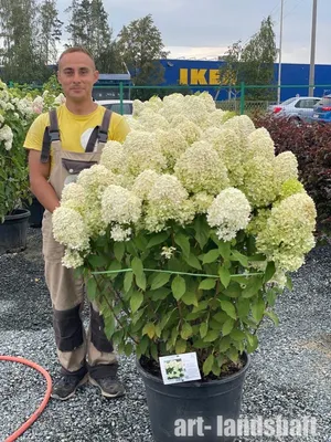 Гортензия метельчатая (Hydrangea paniculata `Limelight`) - Солитеры - По  областям применения - Каталог - LESKOVO-PITOMNIK.ru