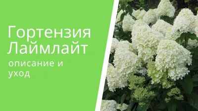 Купить Гортензия Лаймлайт в Калининграде по низкой цене