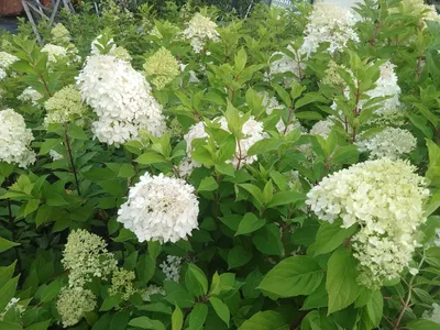 Гортензия метельчатая Лаймлайт Hydrangea paniculata Limelight - купить  декоративные и хвойные растения с доставкой по Украине в магазине Добродар