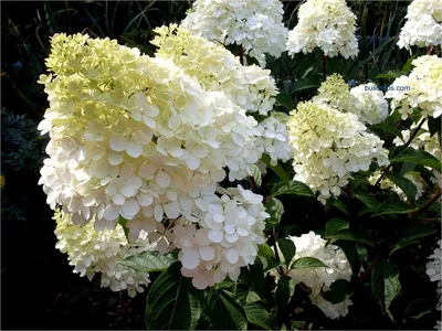 Гортензия метельчатая (Hydrangea paniculata `Dolly`) - Гортензия метельчатая  - Кустарники - Каталог - LESKOVO-PITOMNIK.ru