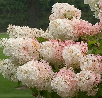 Гортензия метельчатая \"Долли\" Hydrangea paniculata Купить в СПБ