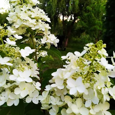 Гортензия метельчатая Долли. (Hydrangea paniculata Dolly) С7,5 5-летка.  купить в интернет-магазине ЦВІТСАД с доставкой по Украине