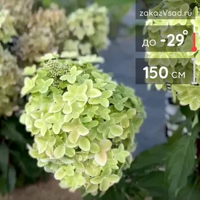 Гортензия метельчатая Долли: купить в Москве саженцы Hydrangea paniculata  Dolly в питомнике «Медра» по цене от 3840 руб