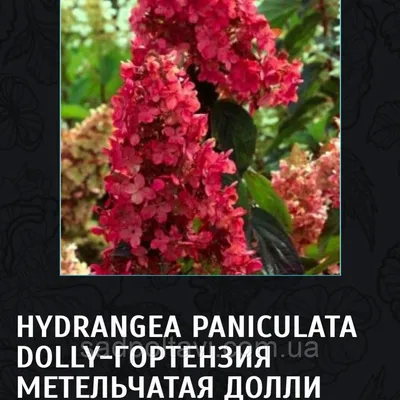 Гортензия метельчатая 'Долли' купить по цене 1.450,00 руб. в Москве в  садовом центре Южный