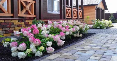 Hydrangea paniculata Dolly-Гортензия метельчатая Долли | sadko.by