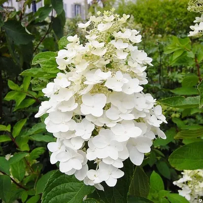 Гортензия Долли (Hydrangea paniculata Dolly) в конт.Р9 - купить по лучшей  цене в Полтаве от компании \"Сад Полтавы\" - 1644037509